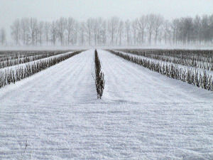 IJs en sneeuw in Borsele