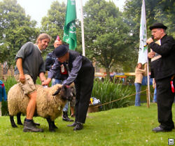 Schaapsscheerdersfeest Nisse op de 3e zaterdag in juni