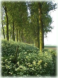 Bloeiende dijk bij Heinkenszand