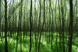 Kaalslag in Sloebos