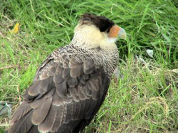 De roofvogelshow van Van Maaren trok veel bekijks