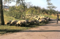 Ook blauwtong bij de Zeeuwse Schaapskudde