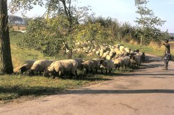 Ook blauwtong bij de Zeeuwse Schaapskudde